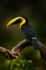 Photo sur Plexiglas Toucan Oiseau tropique en forêt. Saison des pluies en Amérique. Toucan à mandibule marron assis sur une branche sous une pluie tropicale avec fond de jungle verte. Scène de la faune de la jungle tropicale. Animal au Costa Rica.