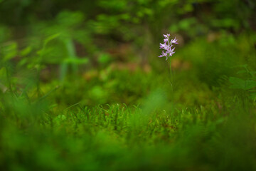 Neottianthe Cucullata, Hoodshaped Orchid, pink flower in nature forest habitat. Flowering European terrestrial wild orchid in nature habitat with clear background, Poland