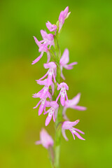 Neottianthe Cucullata, Hoodshaped Orchid, pink flower in nature forest habitat. Flowering European terrestrial wild orchid in nature habitat with clear background, Poland