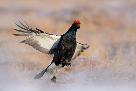Sweden wildlife. Black grouse on the pine tree. Nice bird Grouse, Tetrao tetrix, in marshland, Polalnd. Spring mating season in the nature. Wildlife scene from north Europe. Black bird with red crest