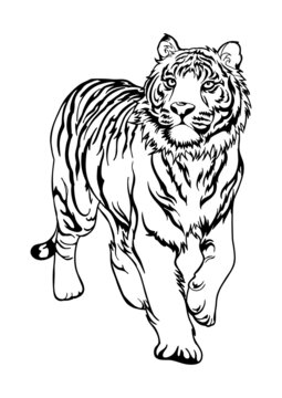 Tiger font side walking all body motif tattoo or coloring vector with white background 