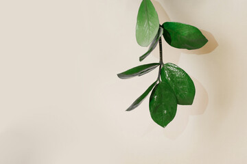 South African plant Zamokulkas, a branch with leaves of a houseplant on a beige background with a copy space