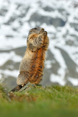 Austria wildlife, funny image, detail of Marmot. Cute fat animal Marmot, sitting in the grass with nature rock mountain habitat, Alp, Italy. Wildlife scene from wild nature. Animal habd in nature.