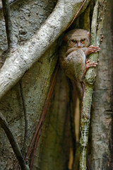 Spectral Tarsier, Tarsius spectrum, portrait of rare nocturnal animal, in the nature habitat, large ficus tree, Tangkoko National Park, Sulawesi, Indonesia, Asia. Wildlife scene from nature.