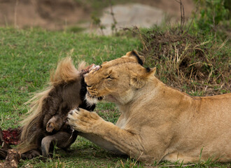 Lioness eating a wildebeest kill at Masai Mara, Kenya