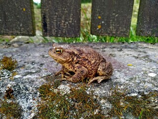 A big brown toad on a concrete border near brown wooden fence. mobile photo with selective focus
