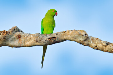 Beautiful parrot on the tree. Rose-ringed Parakeet, Psittacula krameri, in nature green forest habitat, Yala NP, Sri Lanka. Green parrot on the tree with blue sky, bird from Asia.