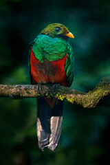 Golden-headed Quetzal, Pharomachrus auriceps, Ecuador. Magical colorful bird from dark tropical forest.