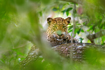 Léopard dans la végétation verte. Léopard sri-lankais caché, Panthera pardus kotiya, gros chat sauvage tacheté allongé sur l& 39 arbre dans l& 39 habitat naturel, parc national de Yala, Sri Lanka. Scène de faune de la nature.