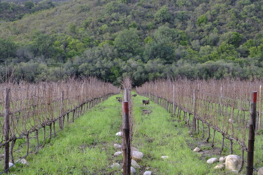 Baboons and vineyards