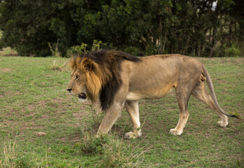 Closeup of a Lion on walk at Masai Mara, Kenya
