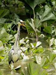 bird, reiher, tier, natur, wild lebende tiere, reiher, weiß, schnabel, blau, wasser,