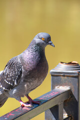 A pigeon basks in the sun on a hot summer day