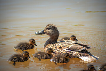A duck with its ducklings swims in the pond