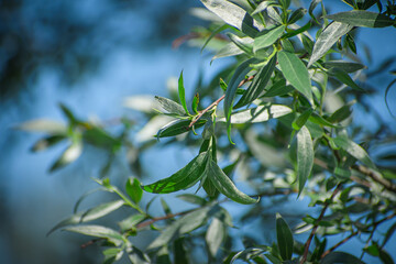 Green leaves with a silvery sheen