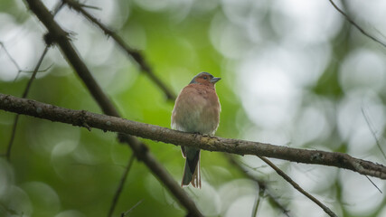 bird, robin, ast, natur, baum, wild lebende tiere, tier, rot, gering