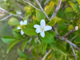 White flower Murraya paniculata or Orang Jessamin on tree