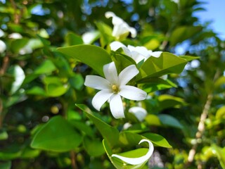 Obraz na płótnie Canvas White flower Murraya paniculata or Orang Jessamin on tree