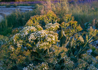 summer sunset landscape with sea cabbage, Crambe maritima, which grows on the coast of the Estonian island of Saaremaa, Cape Undva, Tagamoisa peninsula