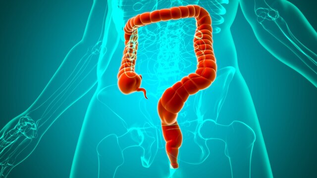 Large Intestine 3D Illustration Human Digestive System Anatomy
