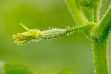 Yellow flowers on the branches of a cucumber