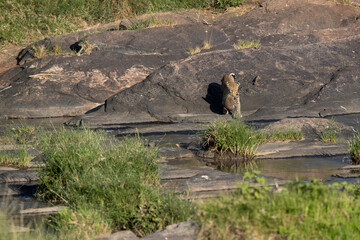 Leopard Bahati carrying her cub to safer place, Masai Mara