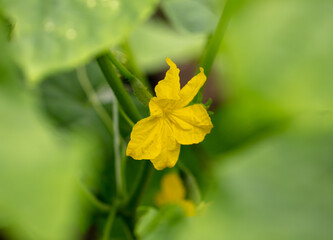 Yellow flowers on the branches of a cucumber