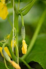 Yellow flowers on the branches of a cucumber