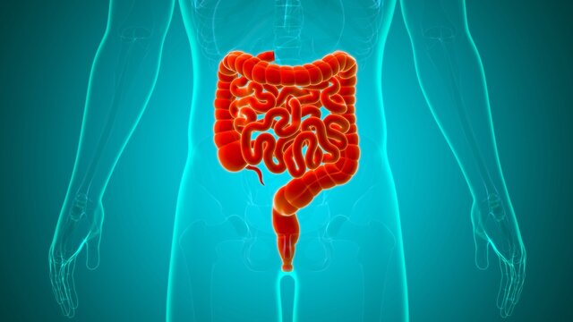 Small and large Intestine 3D Illustration Human Digestive System Anatomy