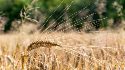 weizen, feld, ackerbau, getreide, ernte, getreide, natur, sommer, bauernhof, pflanze