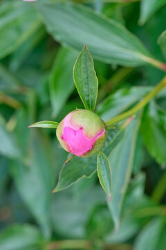 Pink peonies in the bud. Pink peony macro photo. Burgundy peony flower. Closeup of pink peonies in the garden, peony flower. Selective focus. Shallow depth of field