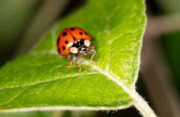 Close-up ladybug on a green leaf in nature.