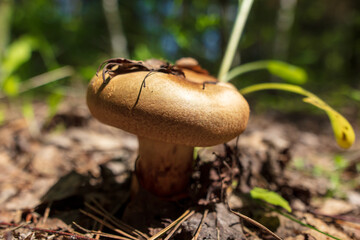Edible mushroom in the ground