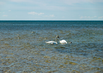 Fototapeta na wymiar swan family at sea, traditional Saaremaa seascape, Saaremaa island, Estonia