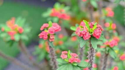Obraz premium pink flowers in the garden