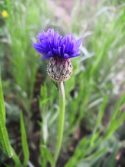 purple thistle flower