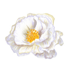 Watercolor of a single white rose. White flower of wild rose. Botanical illustration.Hand-drawn floral elements isolated on a white background. Elements of wedding decoration, cards, invitations