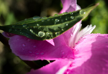 water drops after rain on a leaf and pink peony flower petals