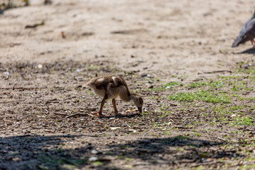 Egyptian goose walk in park