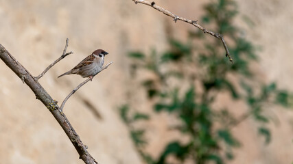 bird, natur, wild lebende tiere, ast, baum, wild, tier, spatz, schnabel, bird, würger, singvogel,