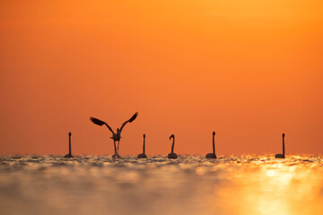 Greater Flamingos in the monring hours at Asker coast of  Bahrain