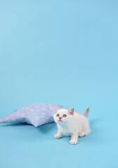 Cute white scared kitten on a blue background with copy space, studio photography