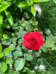Bright red rose on the green background