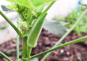 Okra plant or Lady's Finger vegetable trees in tropical agricultural gardens.