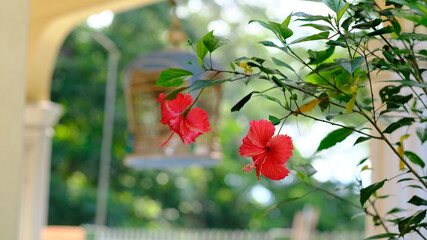 Hibiscus red flowers in a garden