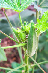 Okra plant or Lady's Finger vegetable trees in tropical agricultural gardens.