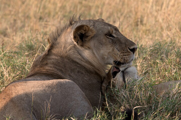 Two lions in the grasslands of Tanzania being affectionate.