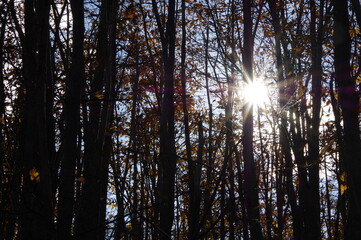 Obraz premium rayons de soleil dans la forêt d'arbres châtaigniers