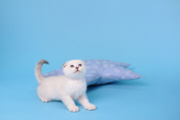 Playful white fold Scottish breed kitten looking up, on a blue background studio photography