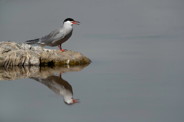 White-cheeked Tern and dramatic reflection at Asker marsh, Bahrain .